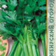 Celery petiole Pascal seeds 1g