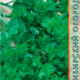 Celery leaf Parus seeds 1g