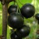 Black currant Selechenskaya, saplings 3 years old (ZKS)
