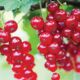 Red currant seedlings Jonker Van Tets