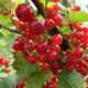 Red currant Red Cross