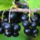 Black currant Fortuna, saplings 3 years old (ZKS)