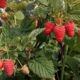 Raspberry seedling grade Sokolitsa
