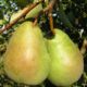 Pear seedlings Bere Luca wholesale