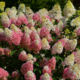 Hydrangea Strawberry Blossom