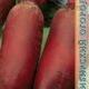 Beetroot Cylinder seeds 2g