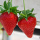 Strawberry seedling Sweet Ann with a closed root system