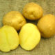 Tanai seed potato tubers