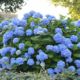 Hydrangea Endless Summer Original Blue