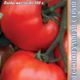 Tomato Florida 47 R F1 seeds 10pcs