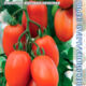 Tomato Graf F1 seeds 5pcs