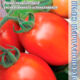 Tomato Hi-Color 312 seeds 10pcs