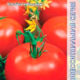 Tomato Igranda seeds 0.08g