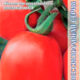 Tomato Odil F1 seeds 10pcs