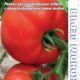 Tomato PresidentII F1 seeds 5pcs