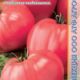 Tomato seeds grade Siberian rose-fruited