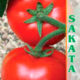 Tomato Title F1 seeds 5pcs