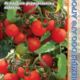 Tomato Tom red seeds 0.08g