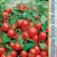 Tomato Tom mini seeds 10pcs