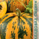 Pumpkin Dachnaya seeds 5pcs