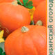 Pumpkin Rossiyanka seeds 6pcs