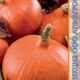 Pumpkin Siberian baby seeds 3pcs