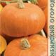 Pumpkin Smile seeds 3pcs