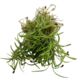 Dill seeds for growing mycogreens/herbs
