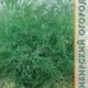 Dill Dukat seeds 2g