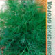 Dill Seeds Mammoth