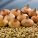 Onion Stuttgarter seeds for microgreens