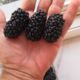 Blackberry fresh, tray 250 gr.