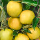 Saplings Apple-pear Golden Delicious wholesale