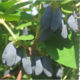 Honeysuckle saplings grade Ussulga