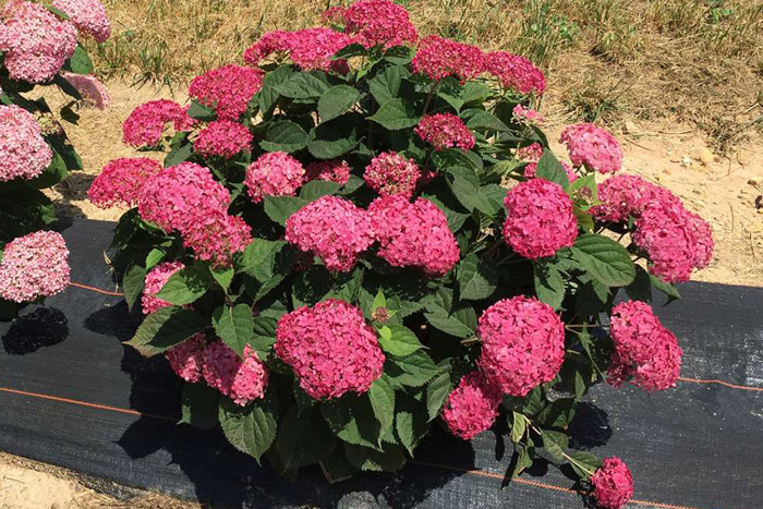 Image of Ruby Annabelle Hydrangea in Autumn