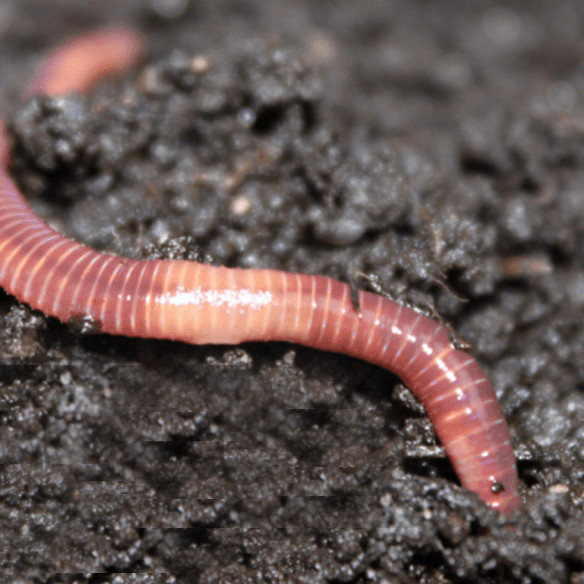 Worm in an Apple - We have live worms available for sale for