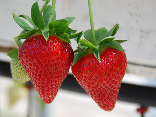 Renovation in perennial strawberry fields - Fruit & Nuts