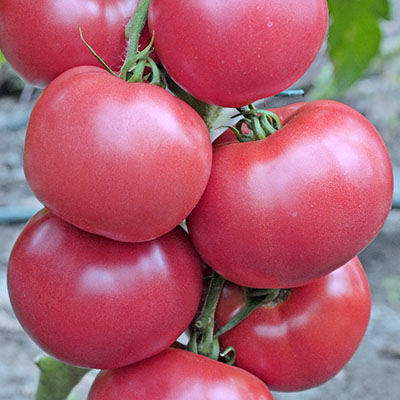 Tomato Chef's Choice Black F1